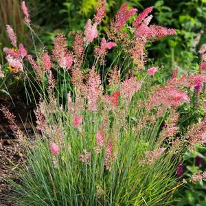 50 granos Semillas de Melinis Pasto Gelatina Melinis nerviglumis Follaje Azul Verdoso Aroma Dulce Flores Rosadas Brillantes