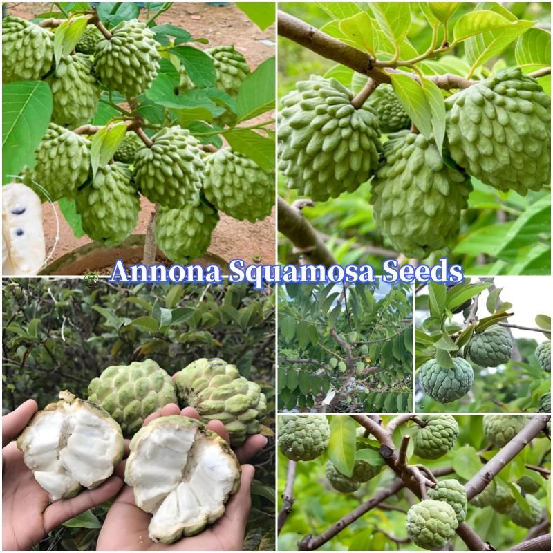 Annona Squamosa Seeds about 25 Seeds/bag Organic Fresh Fruit - TikTok ...