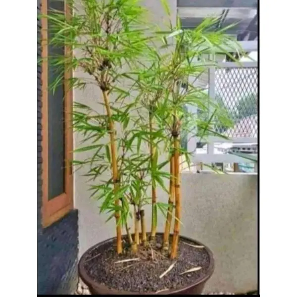 Bibit bambu kuning mini paket isi 5 pcs stek( batang) banyak manfaat organik kualitas super