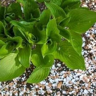 500g VỎ_TRỨNG_GÀ LÀM PHÂN BÓN CHO CÂY TRỒNG CHỐNG ÔC SÊN 2