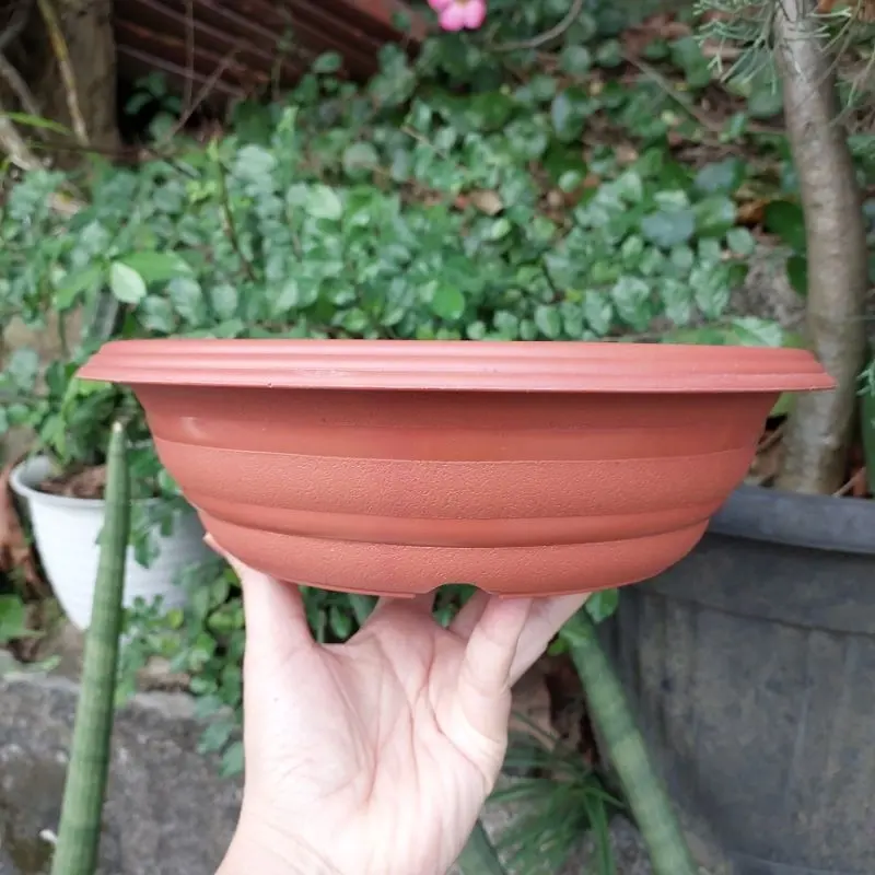 AZALEA BONSAI BAZ 25 HITAM-PUTIH Pot bunga bonsai ceper murah motif tawon bagus 6
