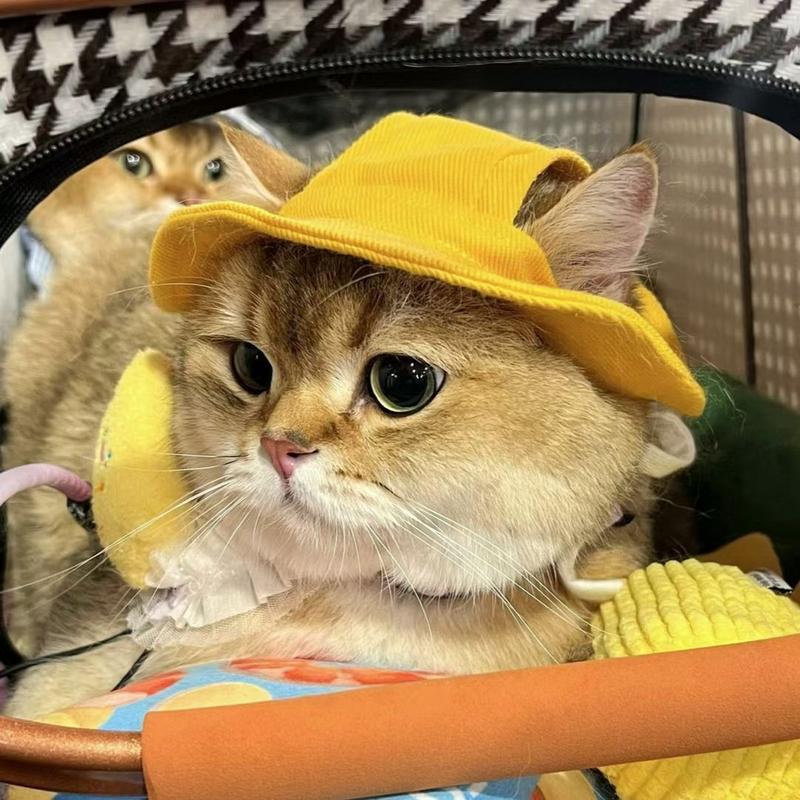 Product Introduction of Puppy Kitten Hat Corgi Cat Bucket Hat Dog Hat Thin Summer Sun Protection Summer Sun Shade Anti-Strangulation Ears 2