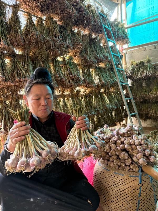Product Introduction of 1kg tỏi tía+1kg hành khô YÊN CHÂU SƠN LA .thơm cay nồng 0