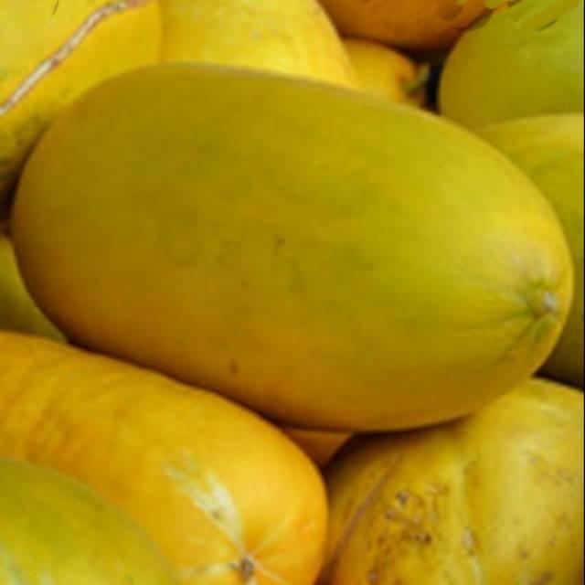 10 Butir Benih Timun Suri Timun Manis Mudah Tumbuh 0