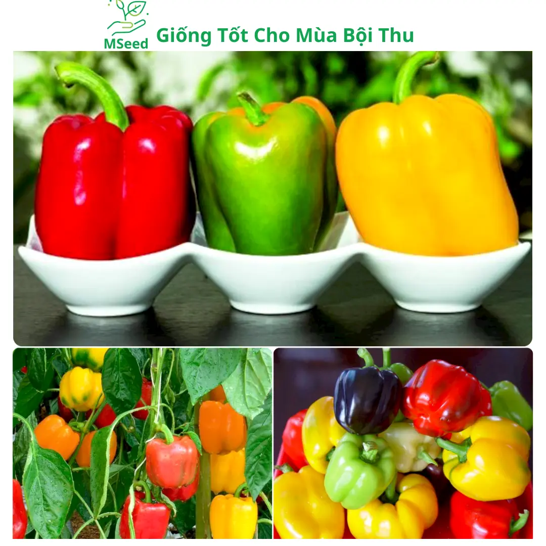 Hạt Giống Ớt Chuông Ngọt Cao Sản Dễ Trồng Siêu Trái MSeed - Tặng Phân Bón