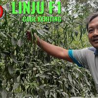 Gambar Benih Cabe Keriting LINJU F1 150 Biji Buah Lebat Kemasan Segel Pabrik dari Kandang Tentrem Lestari Kab. Pati 2 Tokopedia