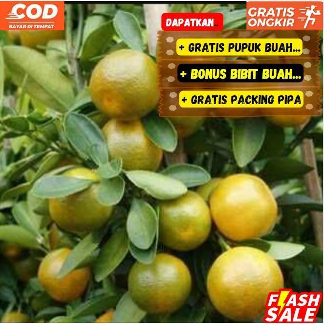 Gambar Pohon Jeruk Kasturi Super Unggul Terlaris Sudah Berbuah dari Bibit Suburr_NEW Kab. Kediri Tokopedia
