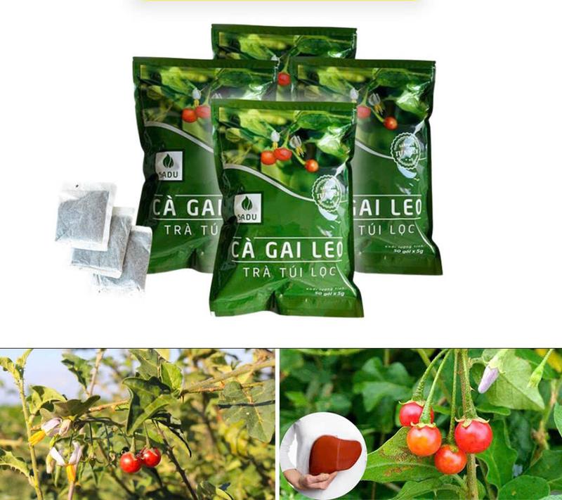 Product Introduction of Cà Gai Leo SADU 1KG (200 túi lọc) Hỗ Trợ Thanh Nhiệt Giải Độc Mát Gan - Nước  Tea Chè càgaileo Không Chua giảm mụn Trà 20