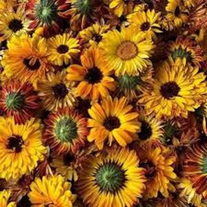 100 Semillas de Rudbeckia Amarilla Clásica Rudbeckia hirta Flores Doradas con Centro Negro Alegría y Resistencia para el Jardín Perfecta para Jardines de Pradera y Bajo Mantenimiento