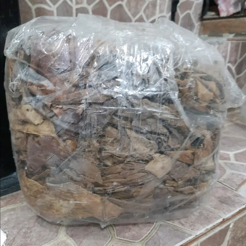 daun ketapang olahan grade B untuk ikan hias 0