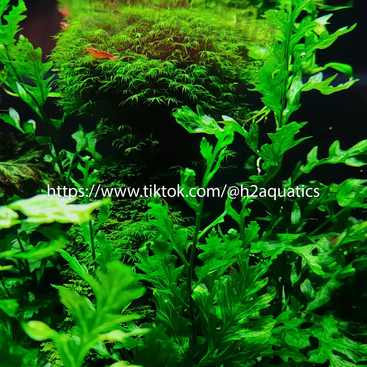 Dương xỉ châu phi thủy sinh - Cây thủy sinh lá nước - H2 Aquatics