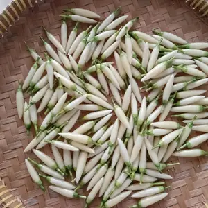 KUNCUP KANTIL IMITASI|| PAKET ISI 10 pcs Perempuan