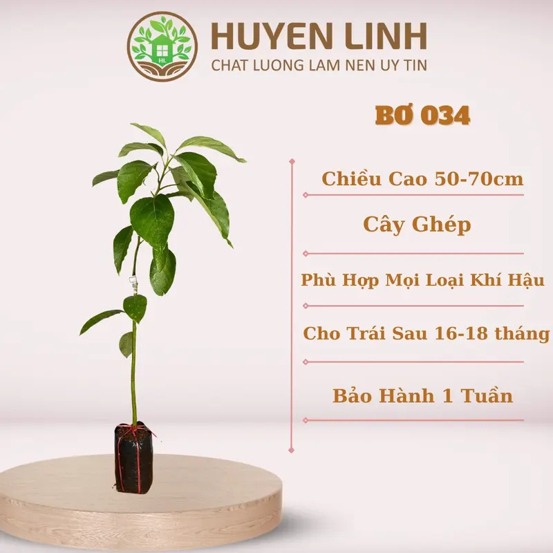 Cây Giống Bơ 034, Cây ghép, Huyền Linh Garden 1