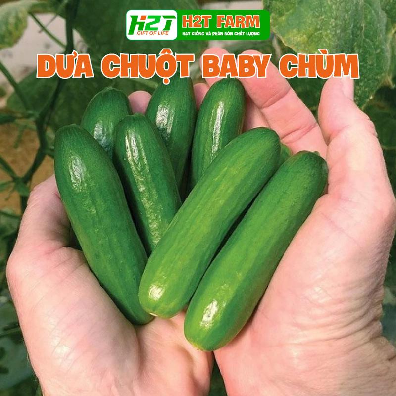 Hạt giống dưa chuôt baby chum HN - hạt giống 4 mùa
