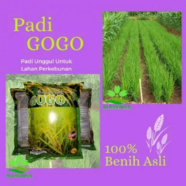 Benih padi Gogo super unggul 1 kg