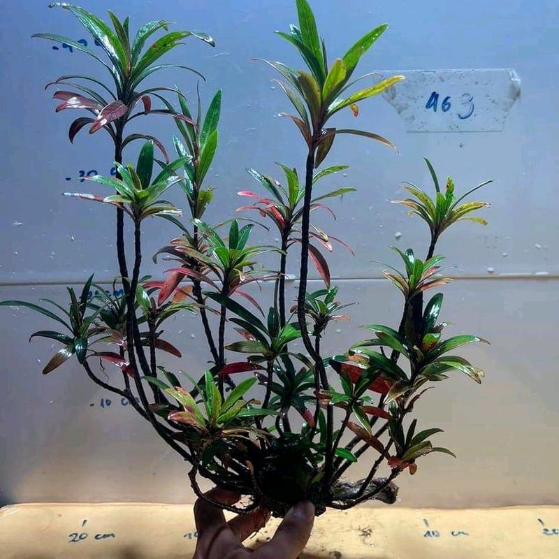  Mị nương có đủ size. từ mini.nhỏ.trug.vừa lớn. mn co thể nt chọn mẫu hợp với hồ của mình. cây mị nương vừa bán cạn.vừa thủy sinh.shop cảm ơn khách hàng luôn ủng hộ 