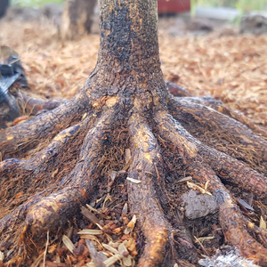 Mai Vàng Sắp Đế