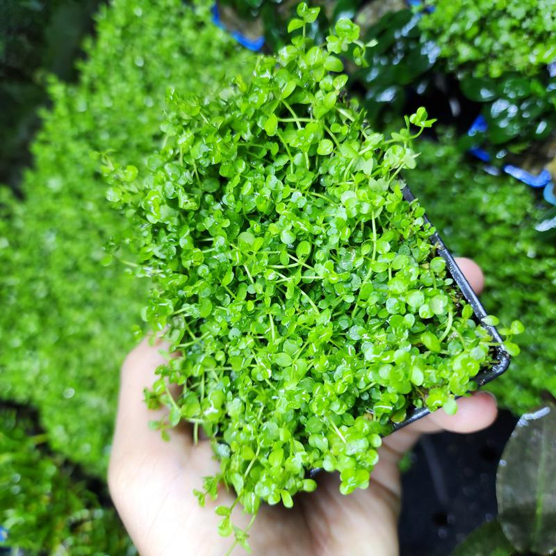 Cây Trân Châu Ngọc Trai Sạch - Thảm Ươm Không Đất | Cây Thuỷ Sinh Tiền Cảnh Cực Đẹp