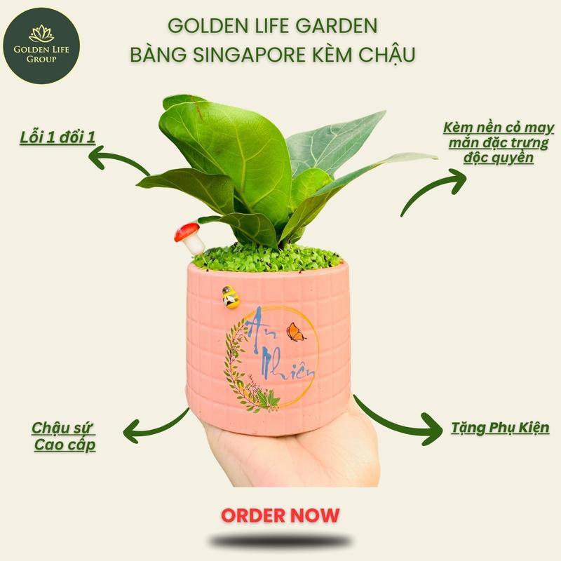 Cây Bàng Sing chậu cây trang trí để bàn giao mẫu ngẫu nhiên Trang Trí Nhà Decor Decor Phòng cây kiểng để bàn kiểng lá - cây cảnh mini