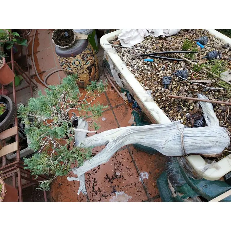 Dung dịch bôi lũa bonsai bảo vệ tạo màu thẩm mỹ cho lũa 6