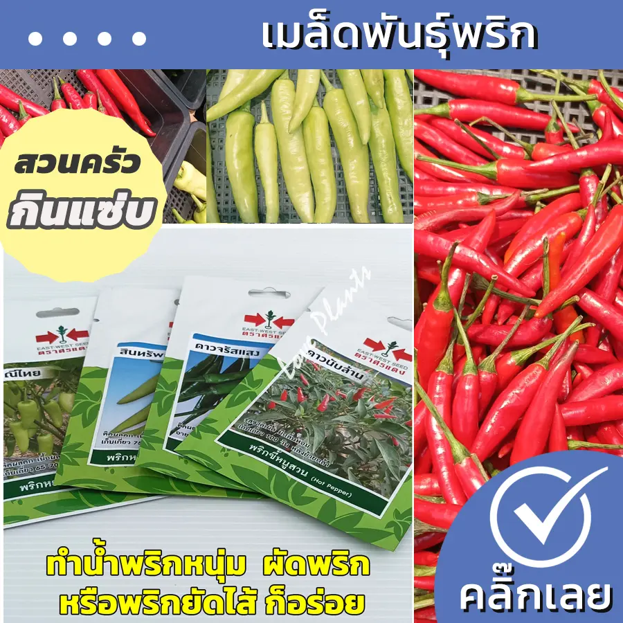 เมล็ดพริก พันธุ์พริก กินแซ่บ พริกขี้หนู พริกหยวก พริกหนุ่ม Wanthai ขายทิวลิป ไฮยาซินธ์ เมล็ดผัก