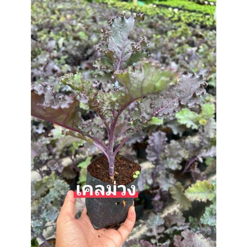 Product Introduction of ต้นกล้า เคลใบหยิก เคลม่วง ไดโนเคล ราชินีผักเคล พร้อมปลูก แข็งแรง 2