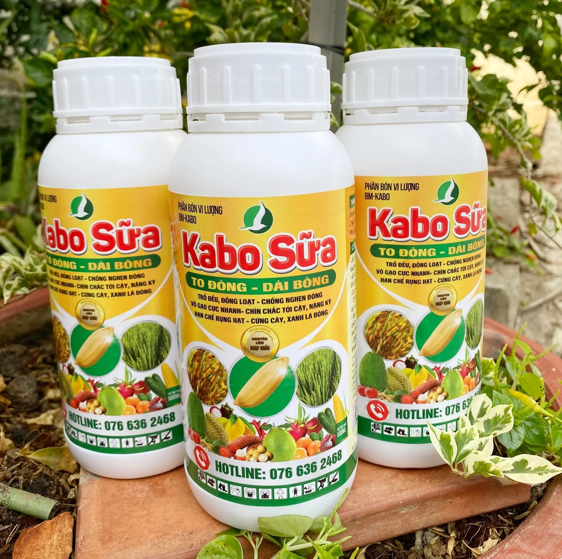 PHÂN BÓN GIÚP LÚA TO ĐÒNG, DÀI BÔNG, TRỔ THOÁT ĐỒNG LOẠT -  KABO SỮA CHAI 500ML