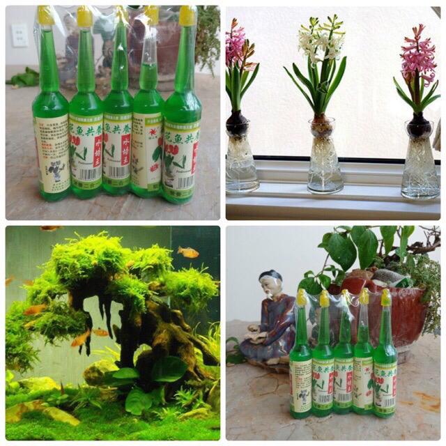 Dưỡng chất cho cây phân bón dinh dưỡng kích thích ra rễ cho cây bonsai cây nội thất,.. và các loại cây cảnh