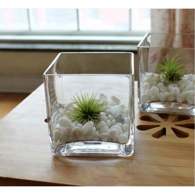 Chậu Thủy Tinh Bể Cá Mini Thích hợp Trồng Cây Thủy Sinh Lọ Thủy Tinh Vuông Trồng Cây