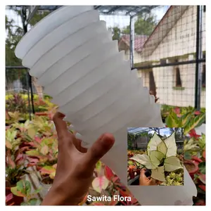 Pot Putih Ag. Super White