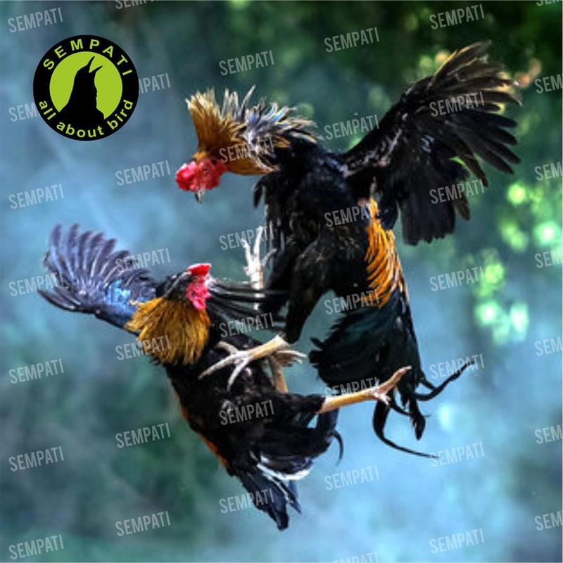 SEMPATI Super EF 100gr Extra Fooding Ayam Rawatan Racikan Daging Belut Pakan Makanan Tambahan Vitamin Suplemen Ayam Laga Jago Aduan Petarung Jantan Bangkok 3