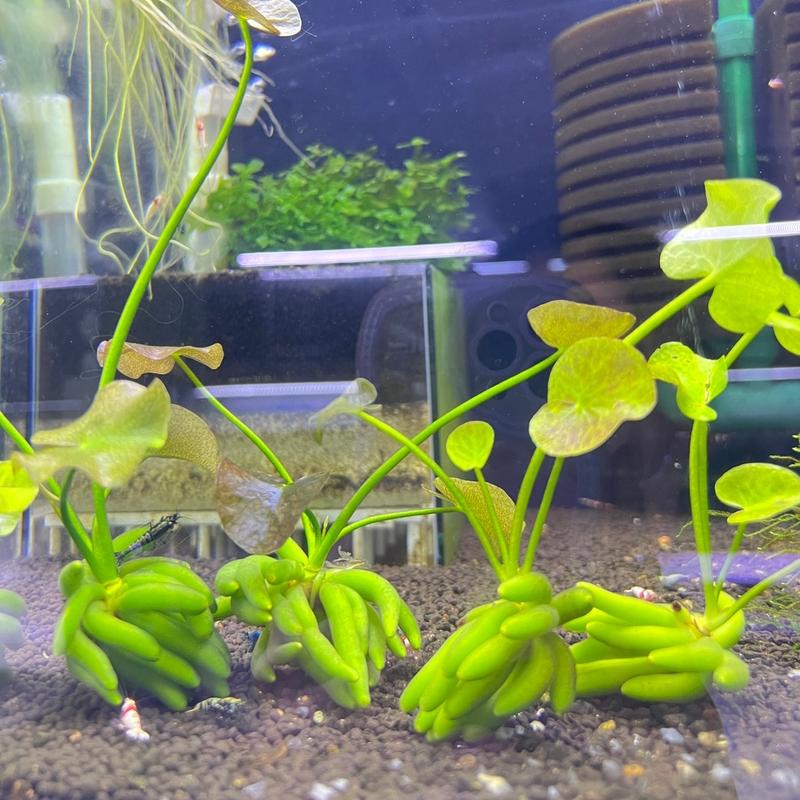 (1 cây) Trang chuối, chuối nước trang trí thả hồ tép cảnh không cần trồng nền không cần CO2, thả trôi lơ lửng - H&H