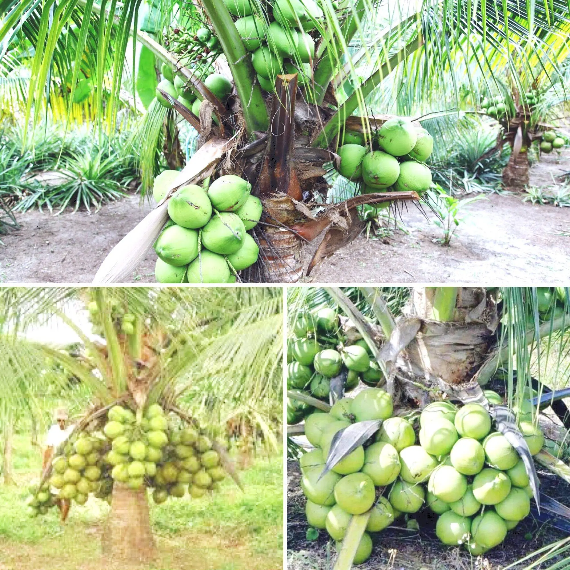 TUMBUHAN HIDUPANAK POKOK KELAPA PANDAN F1 THAILAND 3 FEET TALL(LIVE PLANT BERKUALITI TINGGI )