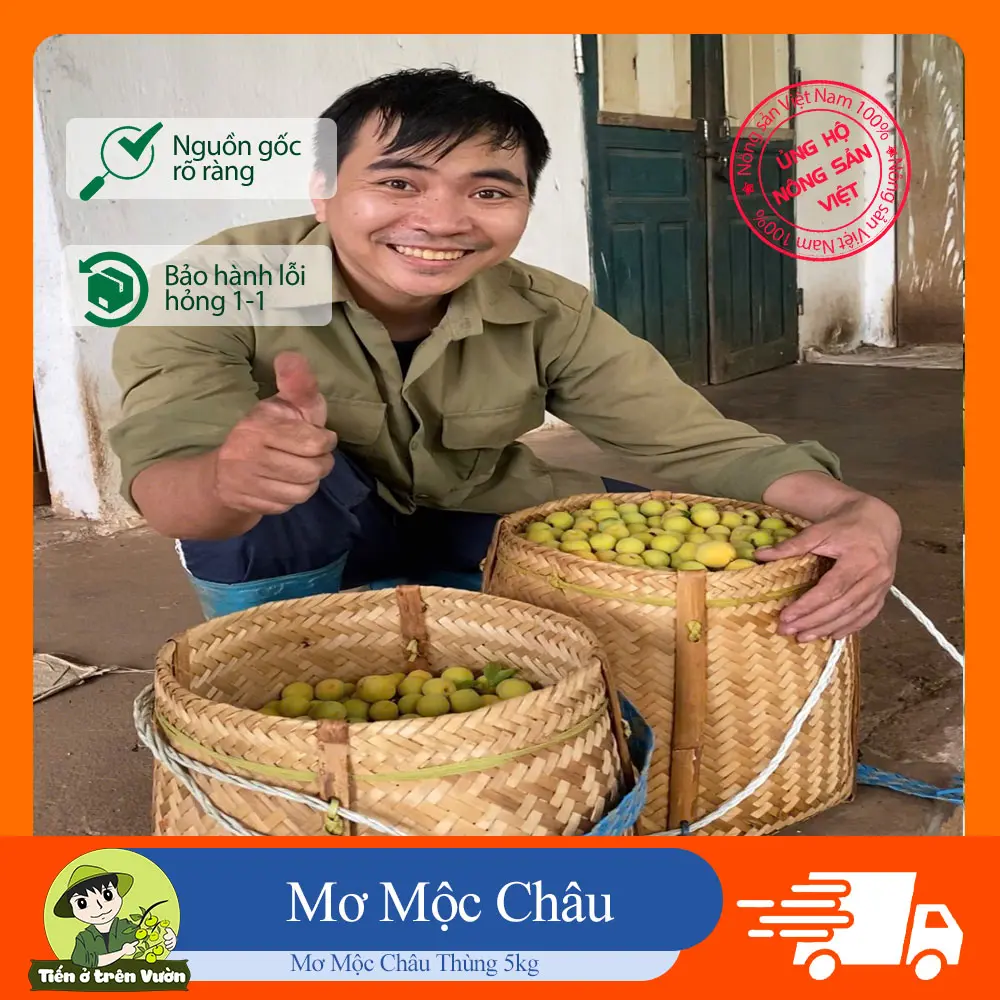 Mơ Mộc Châu 5kg Vị Chua - Giòn - Phù hợp ăn luôn hoặc để ngâm - Nông Sản Nhà Tiến