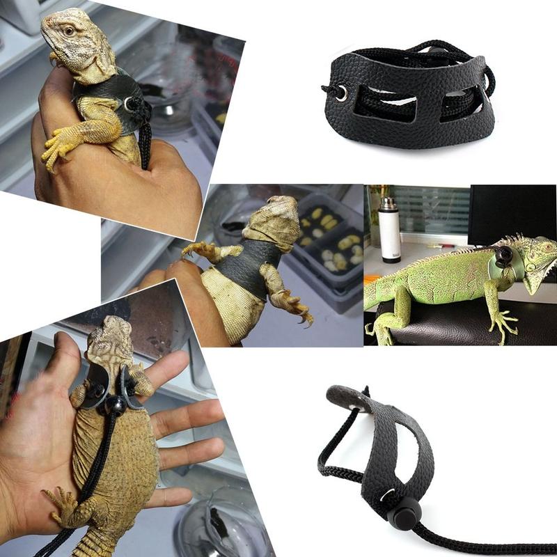 [Three-Piece Set] Little Crocodile Lizard Outdoor Costume Little Devil Leash with Wings Reptile Little Crocodile Clothes 5