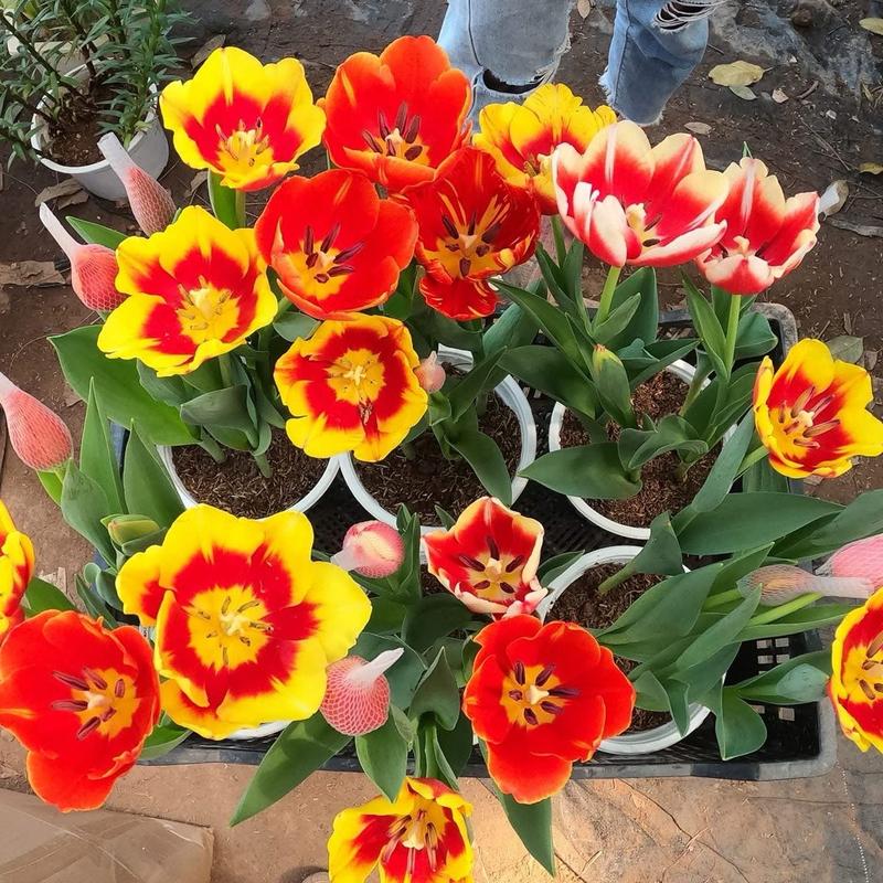 Củ Tulip to kèm phân bón, thuốc ngâm, giá thể và hướng dẫn trồng