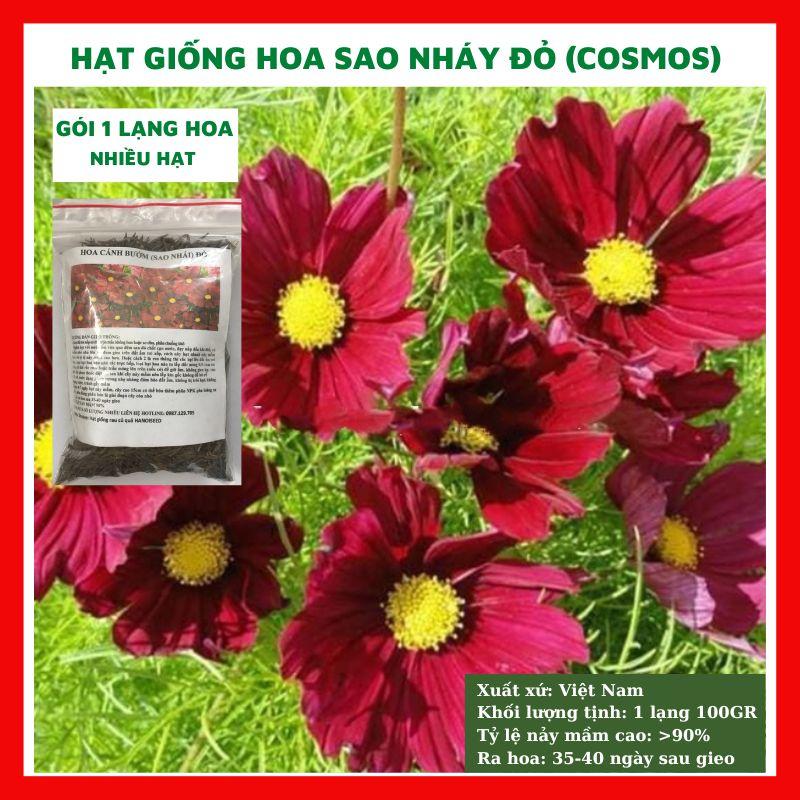 Hạt giống hoa sao nhái - cánh bướm màu đỏ GÓI 1 LẠNG 100g