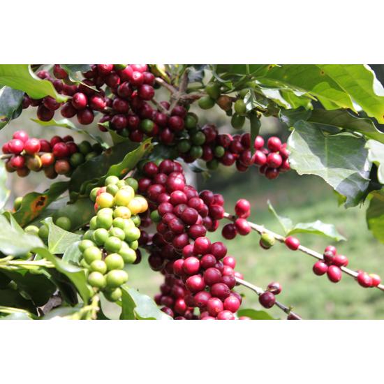 Cà Phê Hạt Robusta Việt Nam – Pha Máy – 250 Gr Hương Vị Cân Bằng Mùi Thơm Nhẹ, Vị Êm Thương Hiệu Rovina Coffee 6