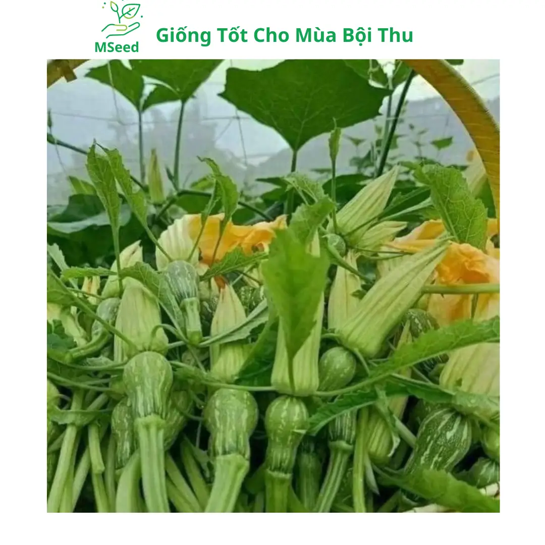 Hạt giống Bí Siêu Nụ cao sản dễ trồng năng suất cao kháng sâu bệnh - MSeed