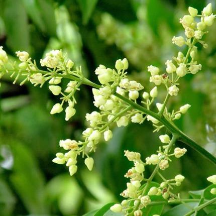 Sấu Ngâm Đường Ông Thọ Hôp 1Kg Đặc Sản Hà Nội Chua 5