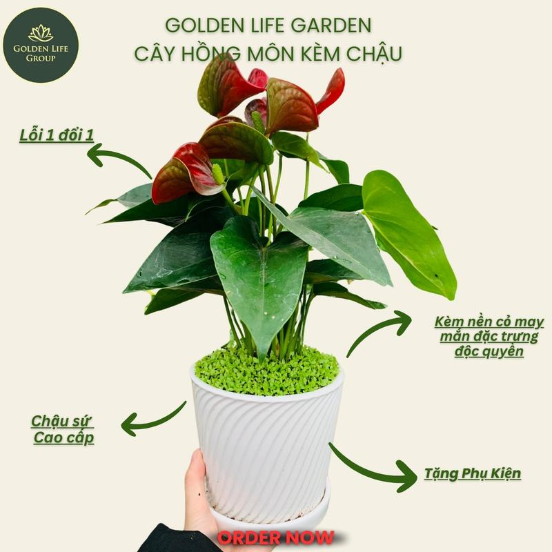 Cây Cây Hồng Môn kèm cỏ may mắn - chậu để bàn trang trí nhà cửa - giao chậu ngẫu nhiên - Golden life Decor Decor Phòng - Cây Kiểng Trong Nhà - Cây trưng tết
