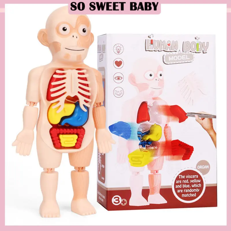 Mainan Pemasangan Model Teka-teki Badan Manusia, 3D DIY, Ala - TikTok ...