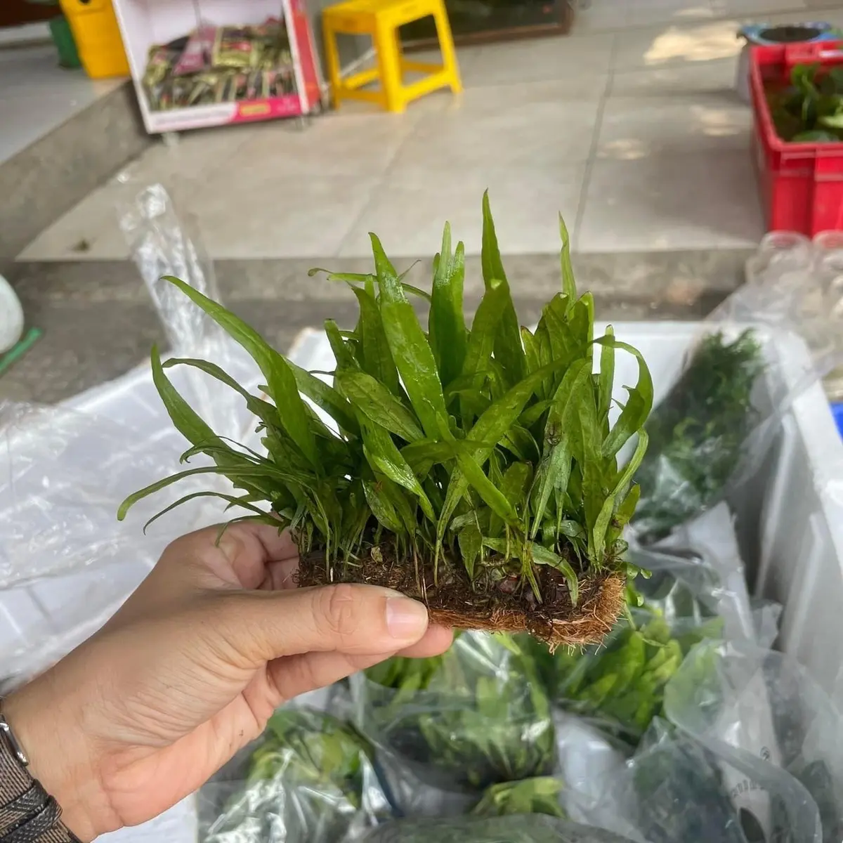 ￼Dương Xĩ Thủy Sinh | Đẹp-Dễ Chăm Sóc-Ko Cần Có Bình CO2