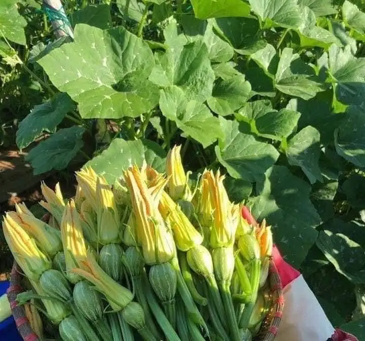 hạt giống bí siêu nụ f1 năng suất cao nhanh thu hoạch