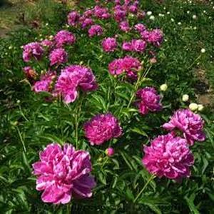 Kit de 100 Semillas de Peonía 'Fragancia del Cielo Azul' Color Azul Lavanda Único y Aroma Intenso y Celestial Variedad Exclusiva para Jardines