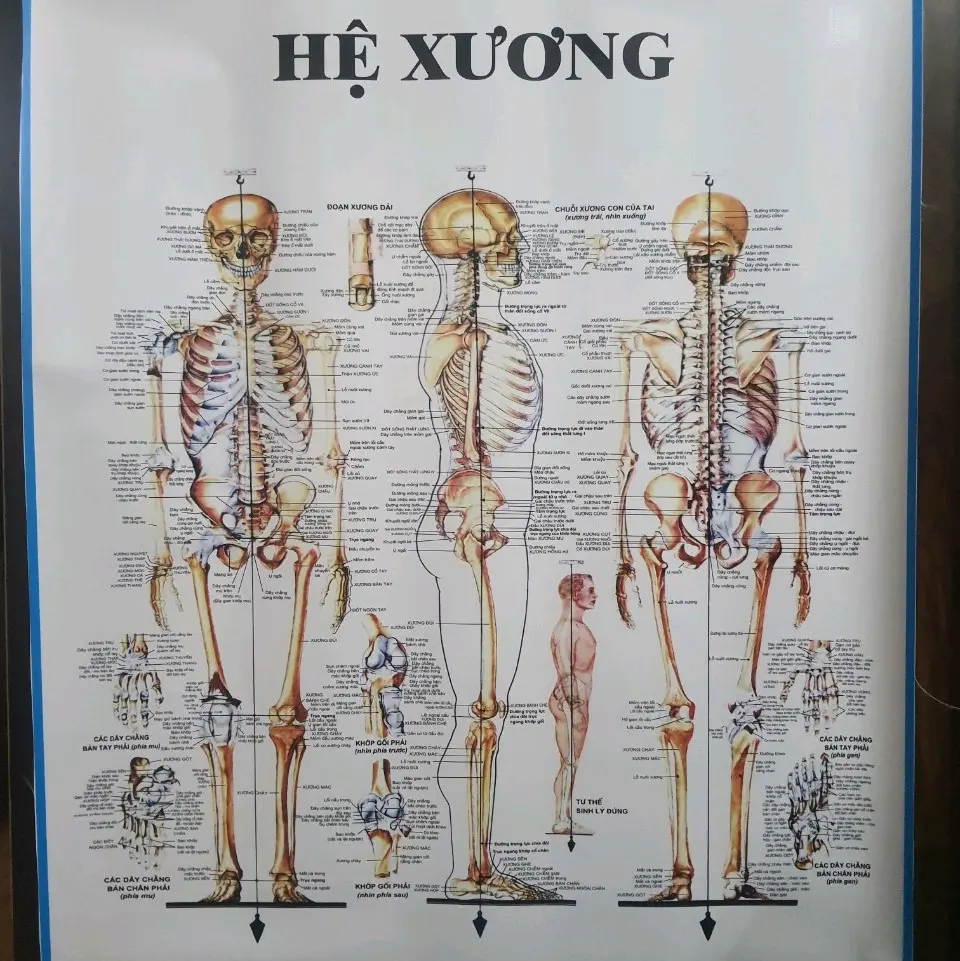 Tranh giải phẫu hệ xương 70×90cm tranh treo tường bức ảnh