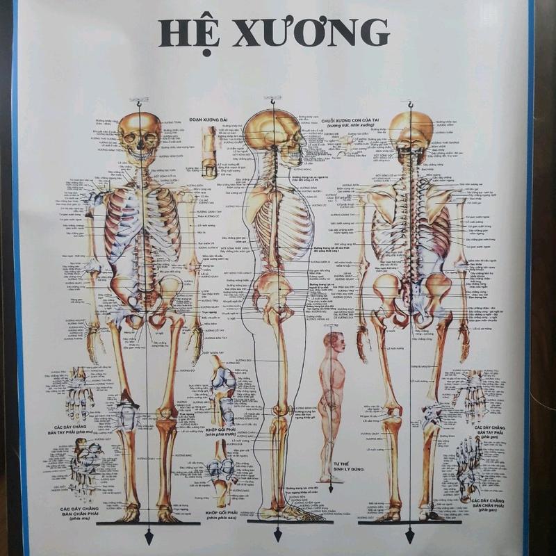 Tranh giải phẫu hệ xương 70×90cm tranh treo tường bức ảnh