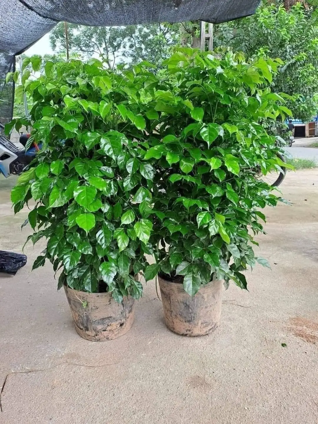 Cây hạnh phúc bụi cao 1m trang trí nhà cửa tiểu  cảnh porcelain may mắn