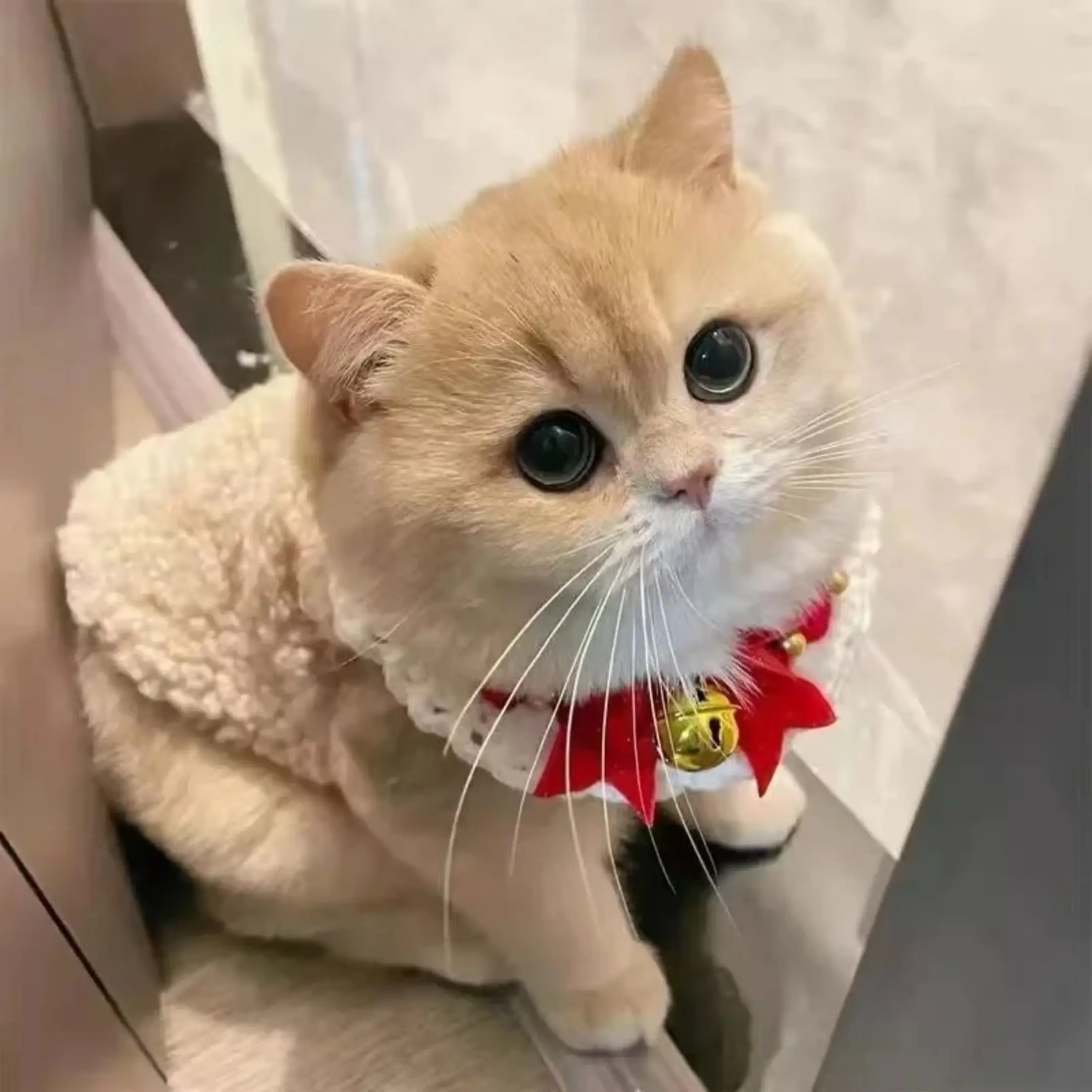 Cat Clothes Warm Vest Soft Cozy Winter Warm Fleece Sweatshirt