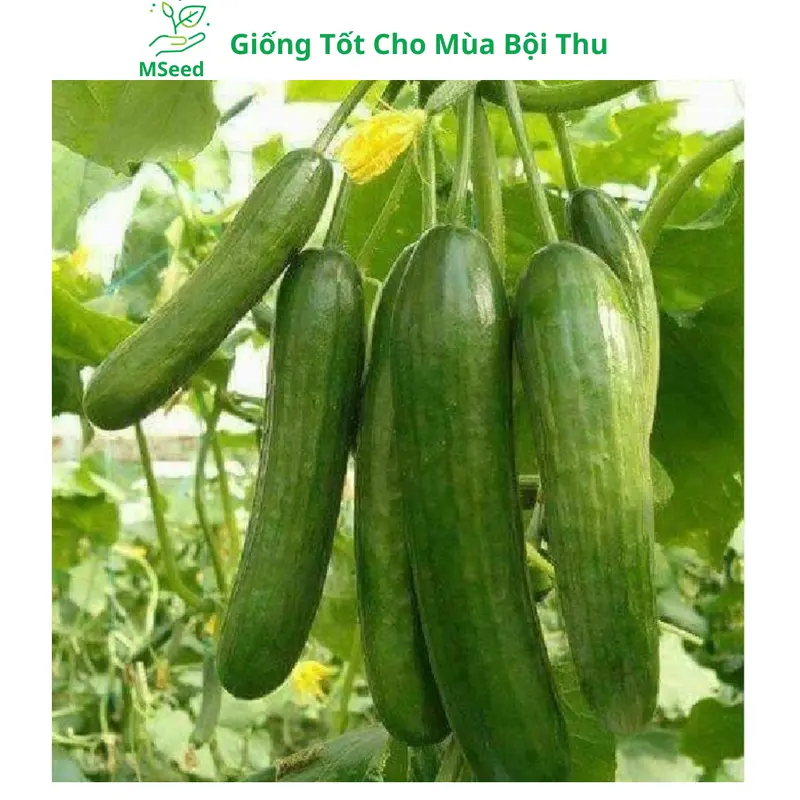 Hạt giống Dưa Leo Chùm siêu trái, Dưa Chuột Chùm dễ trồng năng suất cao - Mseed 1